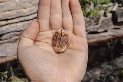 Jacaranda irwinii