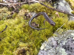Plethodon sherando
