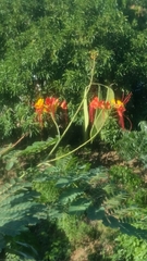 Caesalpinia