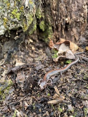 Plethodon sherando