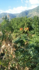 Caesalpinia