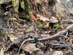 Plethodon sherando