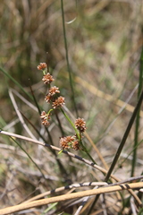 Juncus oxycarpus