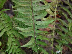 Polystichum × lesliei