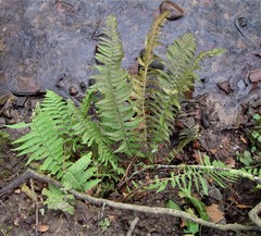 Polystichum × lesliei