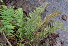 Polystichum × lesliei