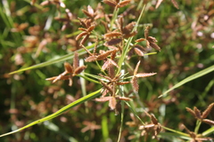 Cyperus mundii