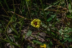 Pavonia cancellata