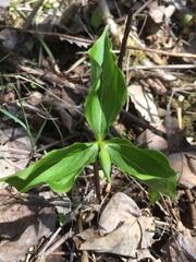 Trillium cernuum