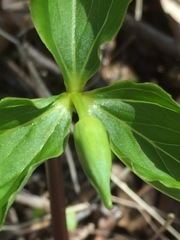 Trillium cernuum