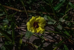 Pavonia cancellata