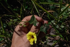 Pavonia cancellata