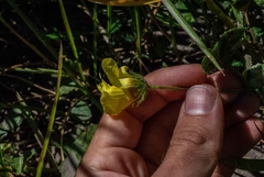Pavonia cancellata