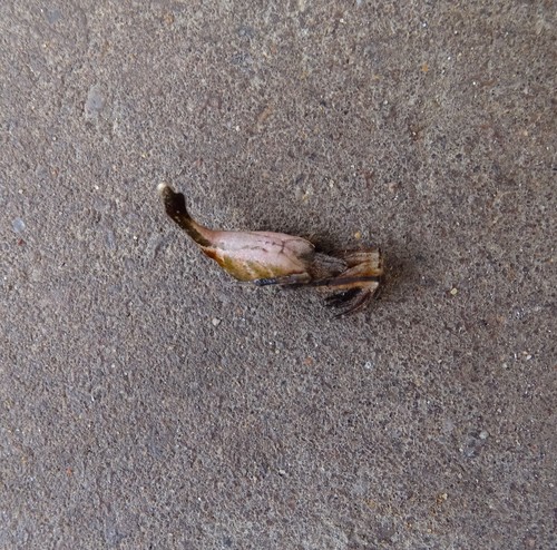 Scorpion-tail Spider