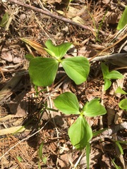 Trillium cernuum