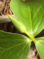 Trillium cernuum