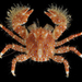 Spotted Porcelain Crab - Photo (c) Bernadette, some rights reserved (CC BY-NC), uploaded by Bernadette