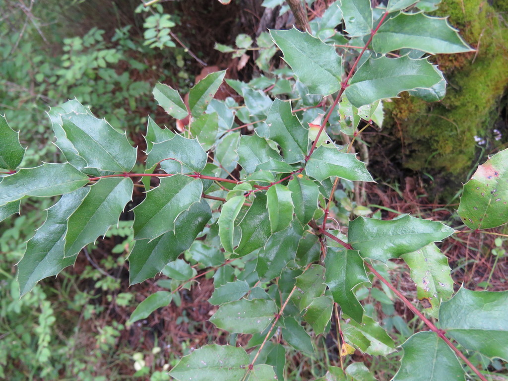 Berberis moranensis