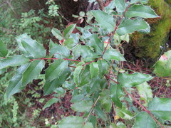 Berberis moranensis