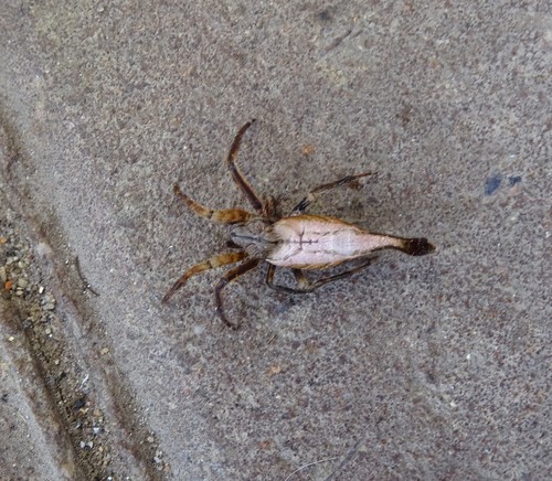Scorpion-tail Spider