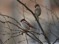 Passer domesticus