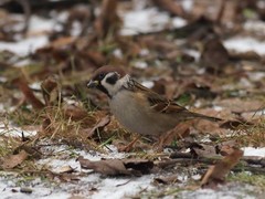 Passer montanus