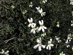 Jamesbrittenia tysonii