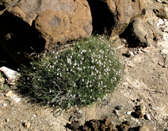 Jamesbrittenia tysonii