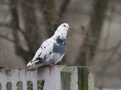 Columba livia domestica