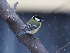 Parus major