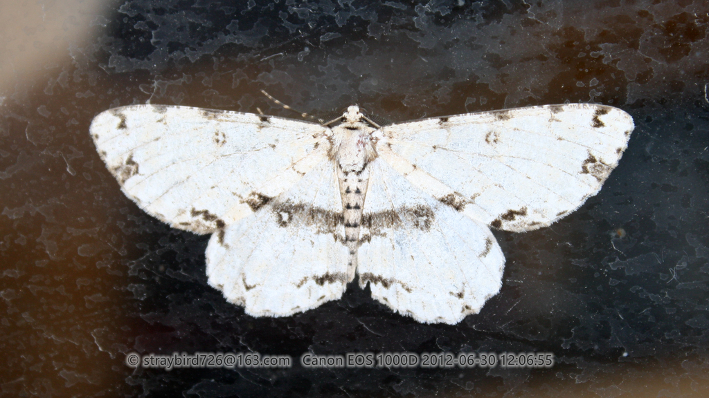 Parapercnia brevispina