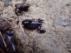 Broteochactas nitidus