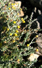 Pentzia globosa