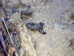 Broteochactas nitidus