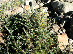 Pentzia globosa
