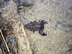 Broteochactas nitidus