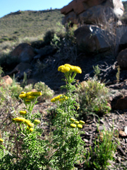 Pentzia globosa