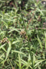 Schoenoplectus muricinux