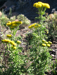 Pentzia punctata
