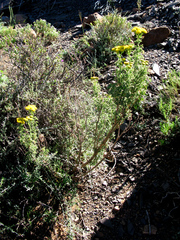 Pentzia punctata