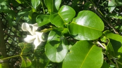 Echites umbellatus