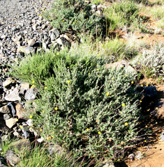 Pentzia quinquefida