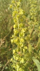 Rumex cristatus