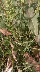 Rumex cristatus