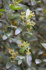 Noltea africana