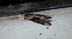 Erinnyis oenotrus