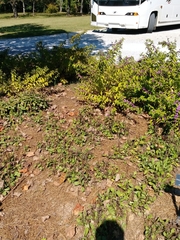 Leucanthemum × superbum