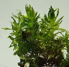 Ptychostomum moravicum