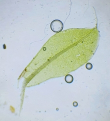 Ptychostomum moravicum