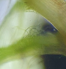 Ptychostomum moravicum